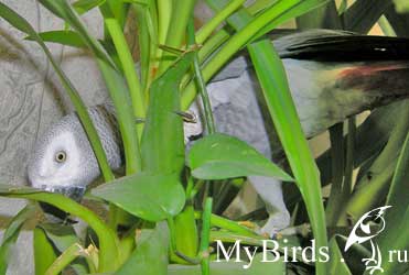 Особливості харчування жако (psittacus erythacus) в умовах дикої природи - енциклопедія власника