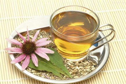 Húsleves Echinacea tulajdonságok és ellenjavallatok recept