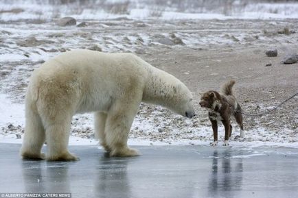 Un paznic curajos care nu se teme de un urs polar (9 fotografii)