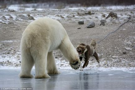 Un paznic curajos care nu se teme de un urs polar (9 fotografii)