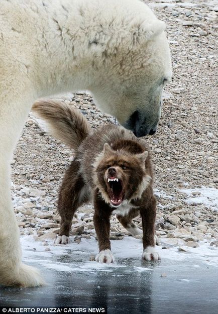 Un paznic curajos care nu se teme de un urs polar (9 fotografii)