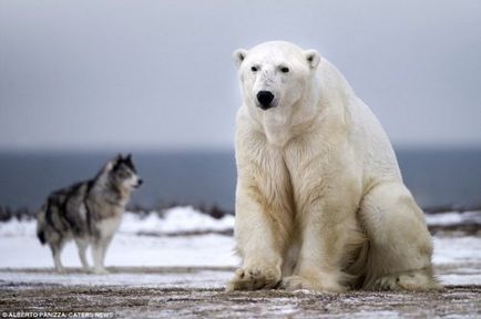 Відважний сторожовий пес, який не злякався білого ведмедя (9 фото)