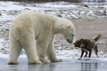 Un paznic curajos care nu se teme de un urs polar (9 fotografii)