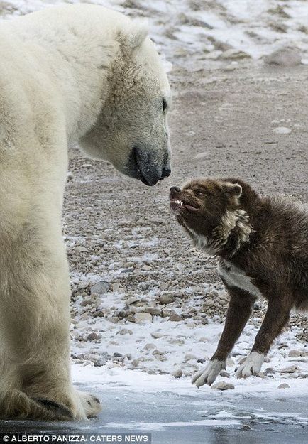 Un paznic curajos care nu se teme de un urs polar (9 fotografii)