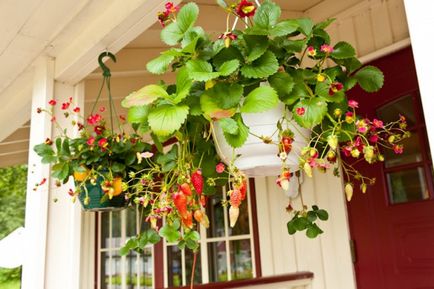 Legume și plante picante care pot fi cultivate cu ușurință pe balcon