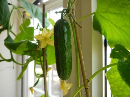 Legume și plante picante care pot fi cultivate cu ușurință pe balcon