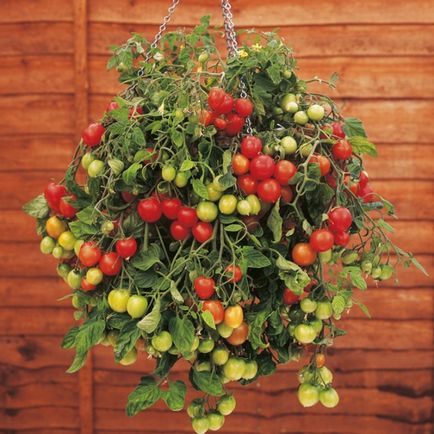 Legume și plante picante care pot fi cultivate cu ușurință pe balcon