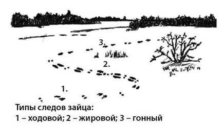 Полювання на зайця з підходу без собаки