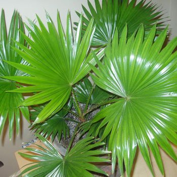 Probleme de palmieri de cultivare și dăunători ale unei plante, romantism