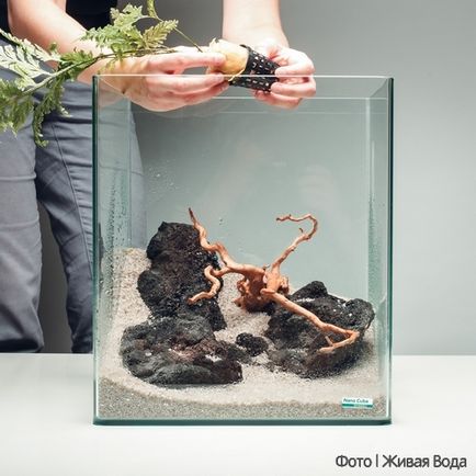 Paludarium cu crabi