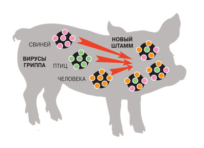 пандемія грипу