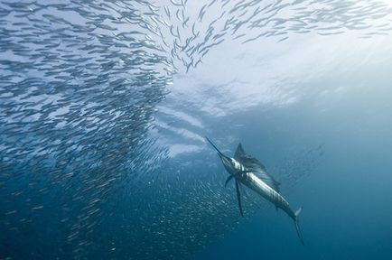 Vitorlás - a leggyorsabb hal a világon (5 fotó)