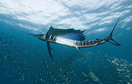 Vitorlás - a leggyorsabb hal a világon (5 fotó)