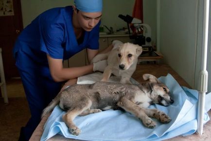 Парвовірусний ентерит у собак симптоми лікування