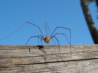 Spiderii în casă cum să scape de păianjeni într-un apartament sau într-o casă, distrugere în Rusia descentralizată din Sochi