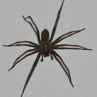 Павуки в будинку як позбутися павуків у квартирі або будинку, знищення в сочи Дезцентр-русь