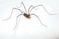 Pókok a házban, hogy megszabaduljon a pókok a lakásban vagy házban megsemmisítés Szocsi, Oroszország deztsentr
