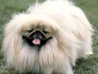 Pekingese - istorie, descriere și îngrijire