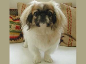 Pekinese descriere, istorie, standard, fotografie si video, catelusi, comentarii si pret