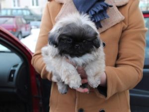 Пекінес опис, історія, стандарт, фото і відео, цуценята, відгуки і ціна