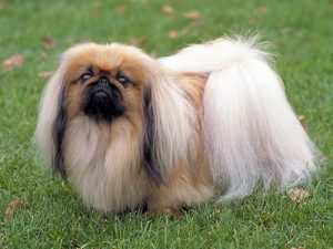 Pekinese descriere, istorie, standard, fotografie si video, catelusi, comentarii si pret