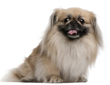 Pekinese descriere, istorie, standard, fotografie si video, catelusi, comentarii si pret