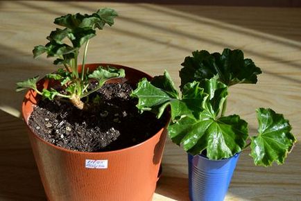 Pelargonium în primăvară tăiere și transplant, casa înflorit