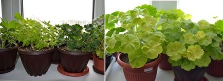 Pelargonium în primăvară tăiere și transplant, casa înflorit