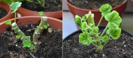 Pelargonium în primăvară tăiere și transplant, casa înflorit