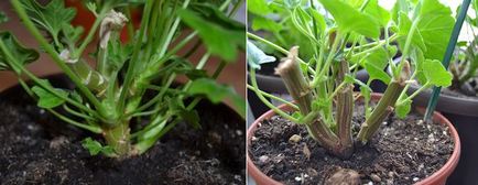 Pelargonium tavaszi metszés és az átültetést, virágos ház