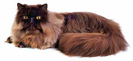 Персидська кішка шоколадний і ліловий окрас - породи кішок