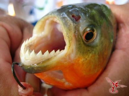 Piranhis este un mesager