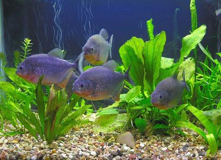 Piranhas în acvariu