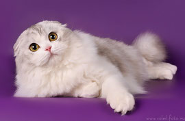 Kennel Klepikosh - pisici de tip Scottish Fold