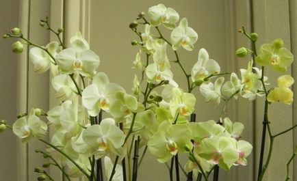 Grădina orhidee - afacere pentru femei