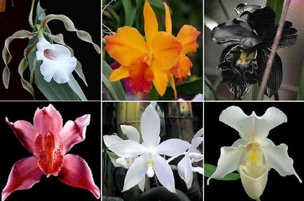 Orchid óvoda - üzleti nők