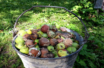 Frunzele de fructe de măr decât de proces, cauzele apariției, prevenirii