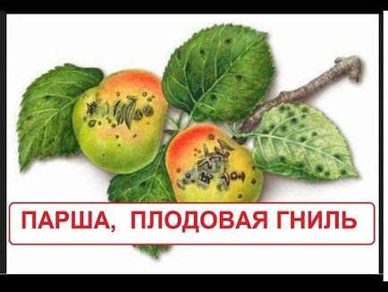 Frunze de fructe de măsline lupta copac, cauze și simptome