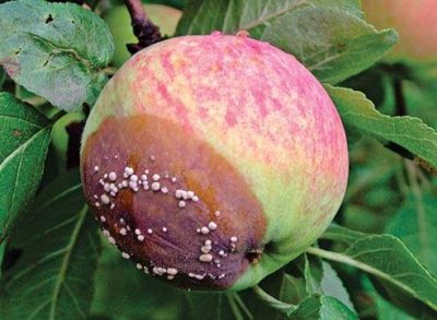 Плодова гниль яблуні заходи боротьби, причини і симптоми
