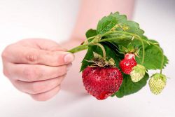 Чому полуниця не плодоносять