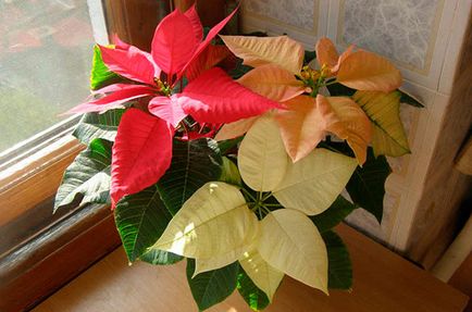 De ce frunzele cad la poinsettia frumos