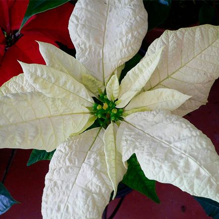 De ce frunzele cad la poinsettia frumos