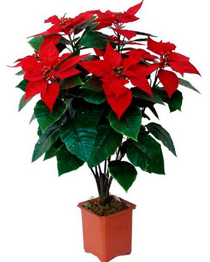 De ce frunzele cad la poinsettia frumos