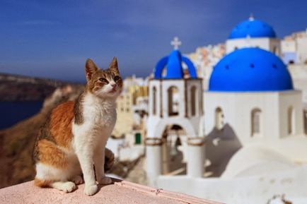 De ce sunt multe pisici în Grecia