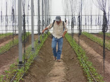 Miért sárga és a levelek hullanak a paprika egy üvegház