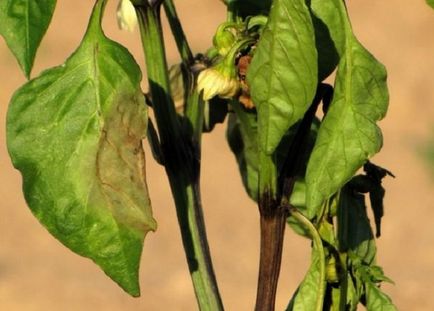 Miért sárga és a levelek hullanak a paprika egy üvegház