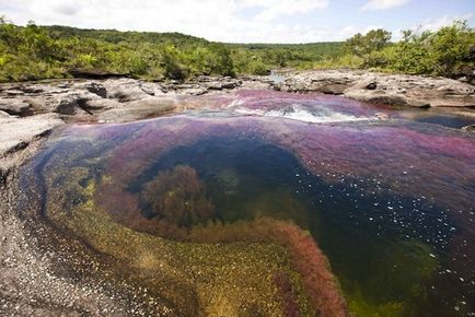 Чому живим дарують непарну кількість квітів, а мертвим - парне