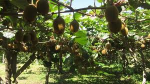 Garter kiwi viță de vie, nimic complicat! Cultivarea legumelor, fructelor, boabelor și verdețurilor