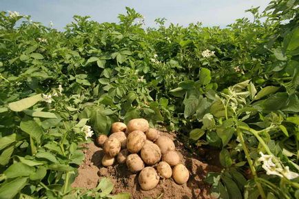 Obțineți o recoltă record de cartofi, pro100
