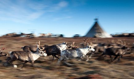 Peninsula de Yamal - marginea de cerb în vestul Siberiei, știri de fotografie